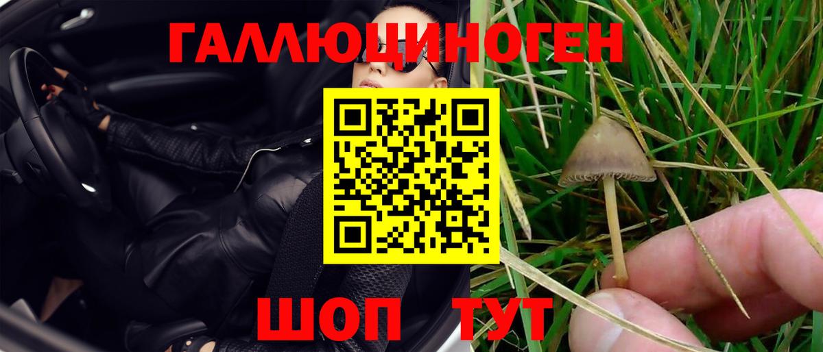 Псилоцибиновые грибы Psilocybine cubensis Саяногорск